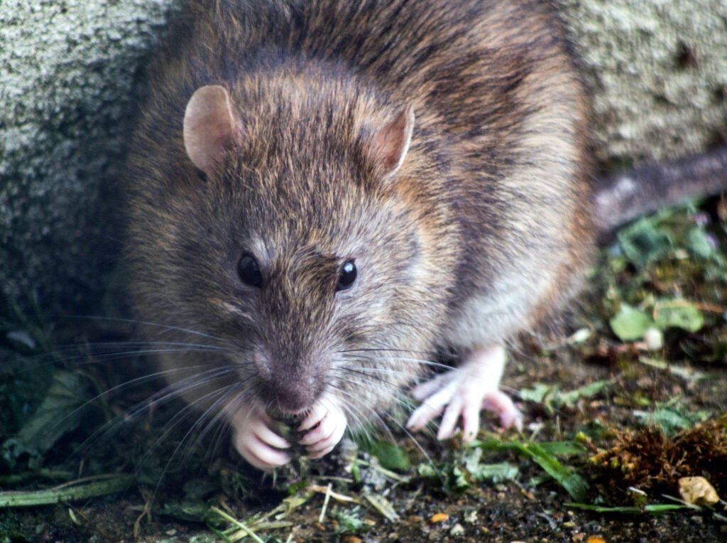 Como evitar uma infestação no comércio? 2 desratização de comércios