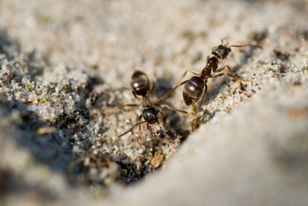 infestação de formigas