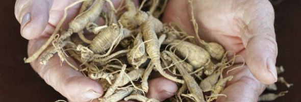 Benefícios do Ginseng: Para que Serve? Por que os homens usam? 3 ginseng