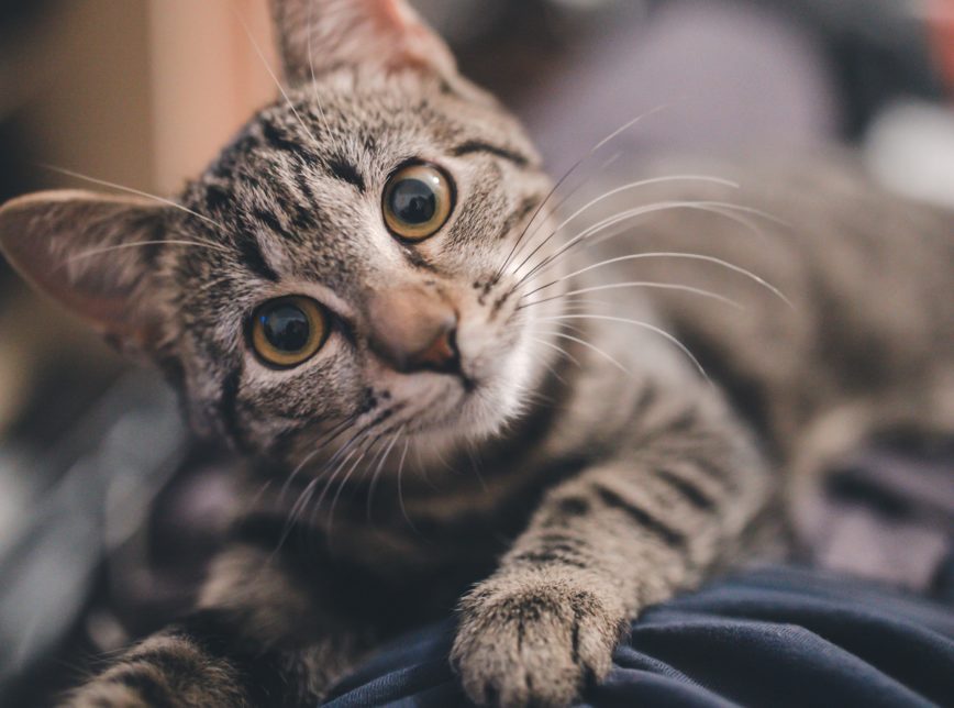 Como incentivar o gato a beber mais água? 2 GATO CORONAVIRUS 868x644 1