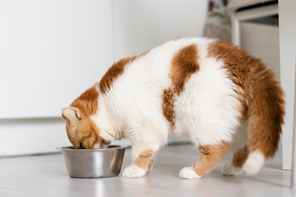 Como incentivar o gato a beber mais água? 1 gato beber agua
