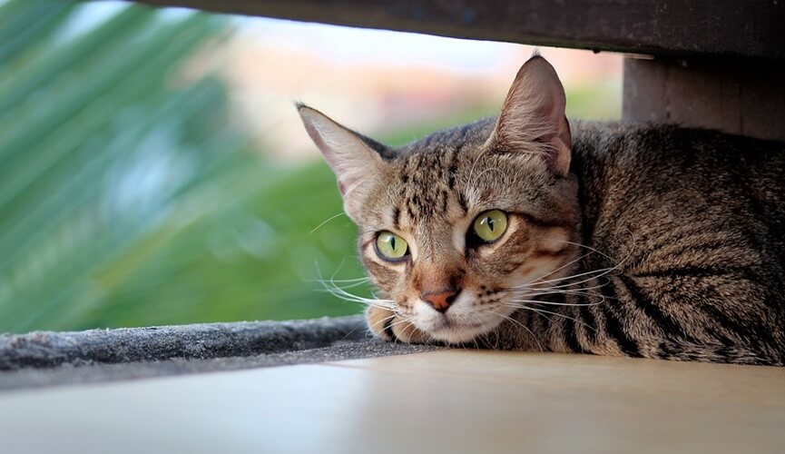 Como incentivar o gato a beber mais água? 3 gato capa